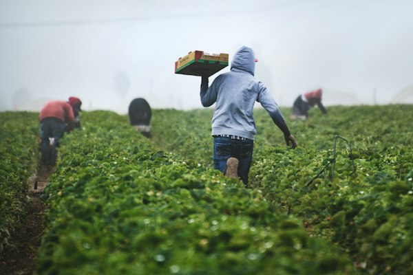 Cotton field